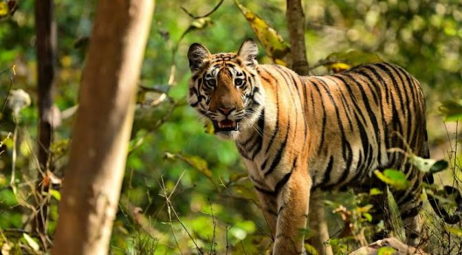 Darurat ‘Silent Forest’: Kenapa Hutan Buatan Manusia Agustus 2026 Ini Kehilangan Suara Hewan Liar dan Berubah Jadi Sunyi Senyap?