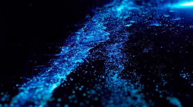 Fenomena 'Lembah Bioluminesensi', Hutan Menyala dalam Gelap yang Lagi Hits di Kalangan Traveler!